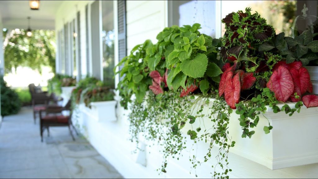 Window Box Update! 💚🌿// Garden Answer