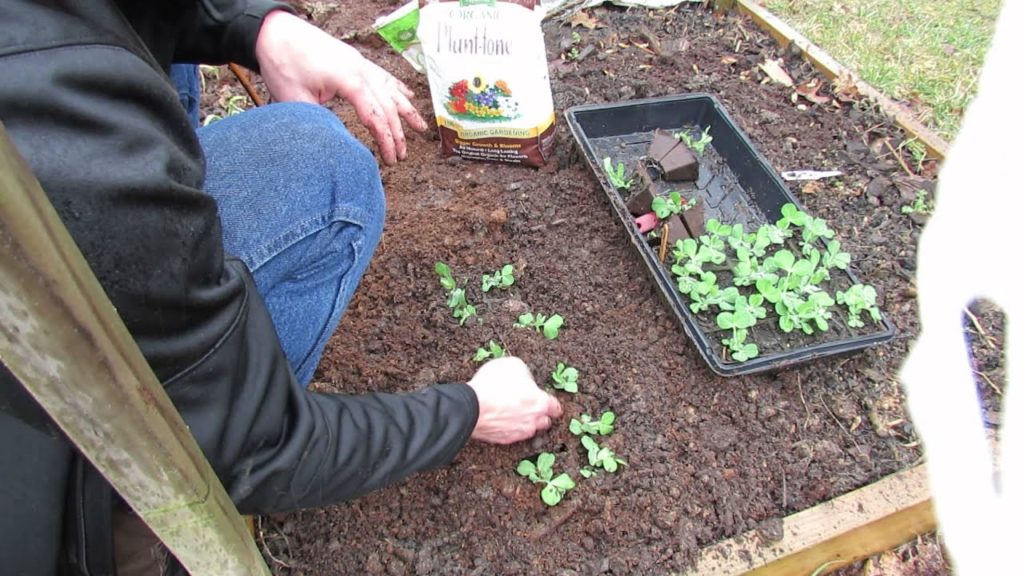 Gary Pilarchik: Planting ENTIRE Peat Trays of Peas into Raised Beds: Tree Branch Trellis – MFG 2014 Planting ENTIRE Peat Trays of Peas into Raised Beds: Tree Branch Trellis - MFG 2014