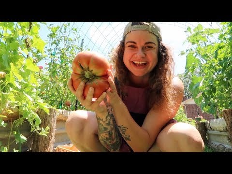 Roots and Refuge Farm: The Biggest Tomato I've Ever Grown! | A Fourth of July VLOG The Biggest Tomato I've Ever Grown! | A Fourth of July VLOG