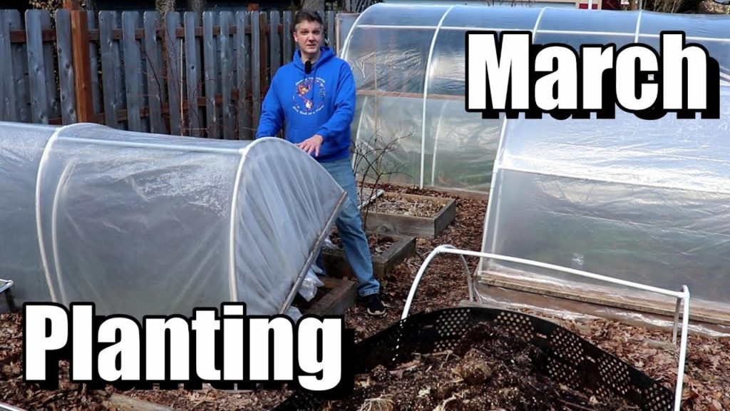 One Yard Revolution: 6 Crops We’re Planting Now Under Cover (& Free Planting Calendar) 6 Crops We’re Planting Now Under Cover (& Free Planting Calendar)