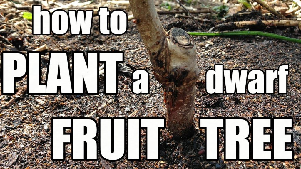 One Yard Revolution: How to Plant a Dwarf Fruit Tree (Redhaven Peach) How to Plant a Dwarf Fruit Tree (Redhaven Peach)