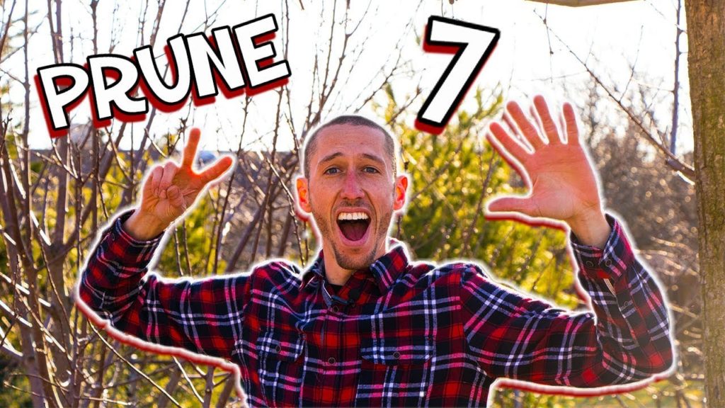 TOP 7 Reasons To PRUNE!