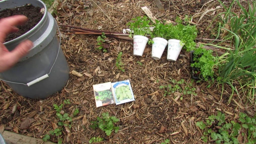 Gary Pilarchik: Cilantro Tips – Fall Planting, Transplants & Companion Planting With Container Peas – TRG2016 Cilantro Tips - Fall Planting, Transplants & Companion Planting With Container Peas - TRG2016