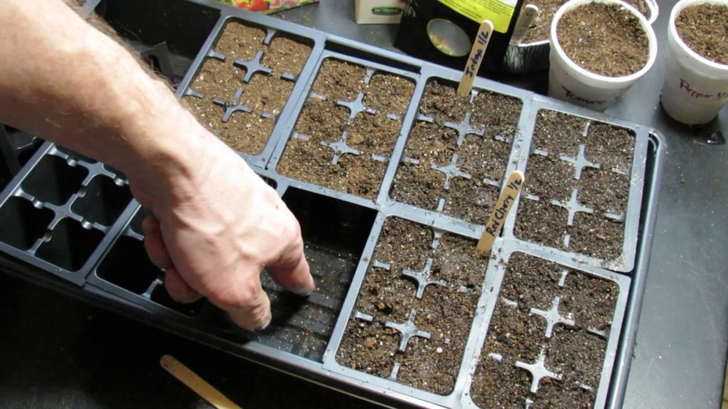 Gary Pilarchik: When to Water Vegetable Seed Starts Made Visually Simple: Dry Tops! When to Water Vegetable Seed Starts Made Visually Simple: Dry Tops!