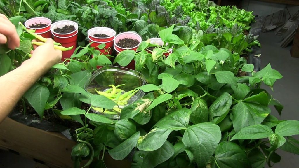 Harvesting Organically Grown Beans From Our Indoor Garden!