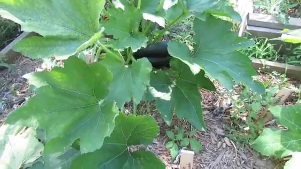 How to Treat Powdery Mildew and Stop Vine Borers: 10 Varieties of Squash & Zucchini - TRG 2015