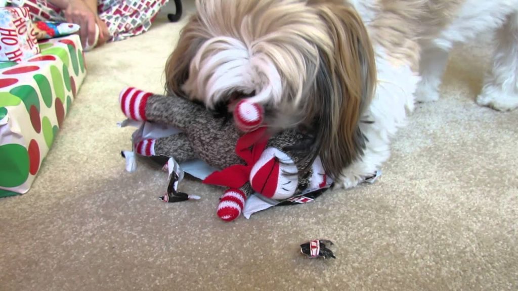 My Dog Lucky Opening Her Christmas Gift: Even Dogs Like Opening Presents!