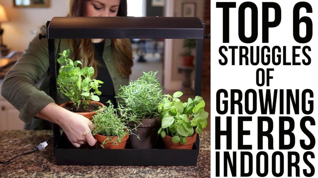 Top 6 Struggles of Growing Herbs Indoors (w/ solutions)!!!🌿🌿🌿 // Garden Answer
