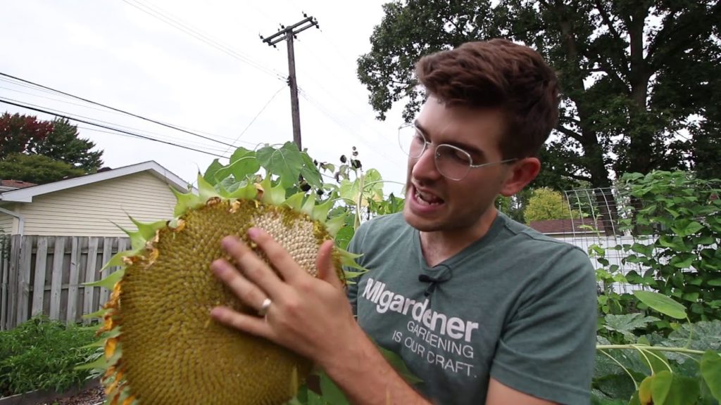 Drying Sunflower Heads How an Amish Farmer Taught Me