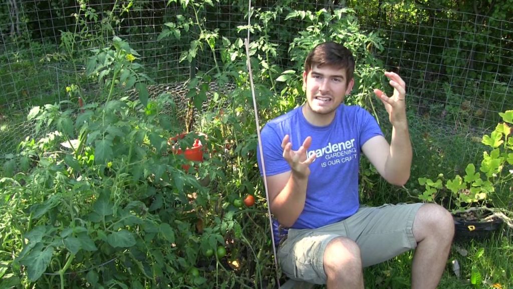 MIgardener: 5 Gardening Myths Worth Forgetting Pt. 2 5 Gardening Myths Worth Forgetting Pt. 2