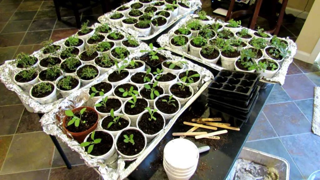 Gary Pilarchik: Oregano, Sage & Thyme: Seed Starting, Transplanting & Acclimating Outdoors – The Rusted Garden 2013 Oregano, Sage & Thyme: Seed Starting, Transplanting & Acclimating Outdoors - The Rusted Garden 2013