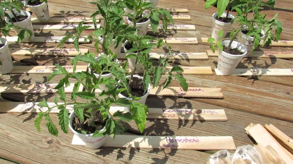 Gary Pilarchik: Tomatoes I am Growing & Marking Your Tomato Varieties with Cedar Shims: Cheap! – MFG 2014 Tomatoes I am Growing & Marking Your Tomato Varieties with Cedar Shims: Cheap! - MFG 2014