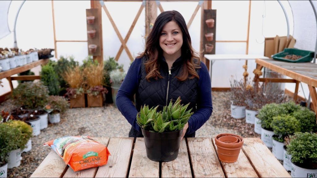 Garden Answer: Separating an Aloe! ✂️🌿// Garden Answer Separating an Aloe! ✂️🌿// Garden Answer