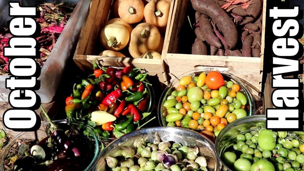One Yard Revolution: Big October Vegetable Garden Harvest (2018): Local Food At Its Best! Big October Vegetable Garden Harvest (2018): Local Food At Its Best!
