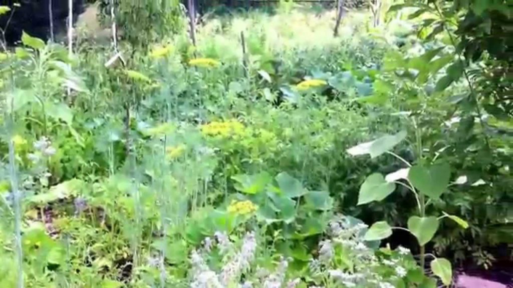 Natural Farming, From Dirt to Abundance in 92 Days