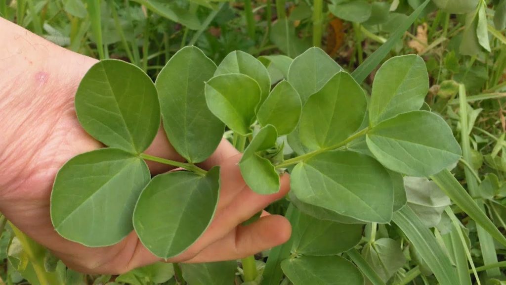 One Yard Revolution: Cover Crop / Green Manure: Fall Update Cover Crop / Green Manure: Fall Update