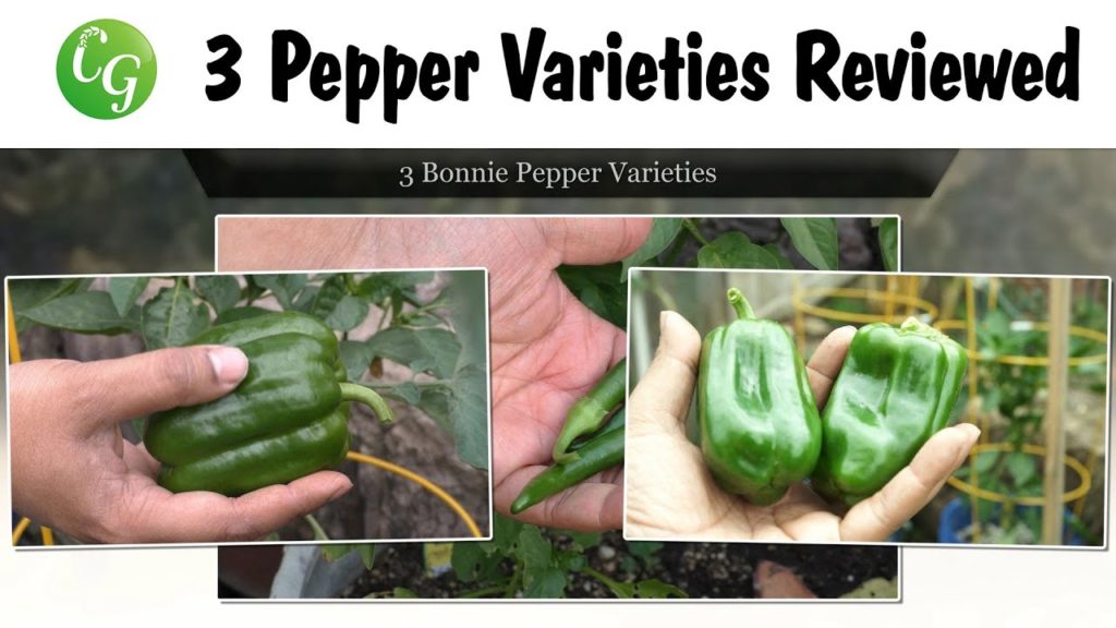 California Gardening: Pepper Growing Tutorial – 3 Pepper Varieties Reviewed Pepper Growing Tutorial - 3 Pepper Varieties Reviewed
