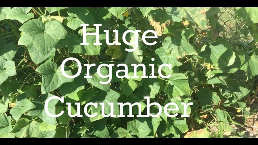 Huge Beyond Organic Cucumbers