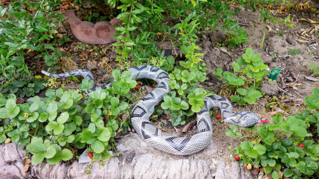 California Gardening: Use a Snake to keep birds away from your vegetables Use a Snake to keep birds away from your vegetables