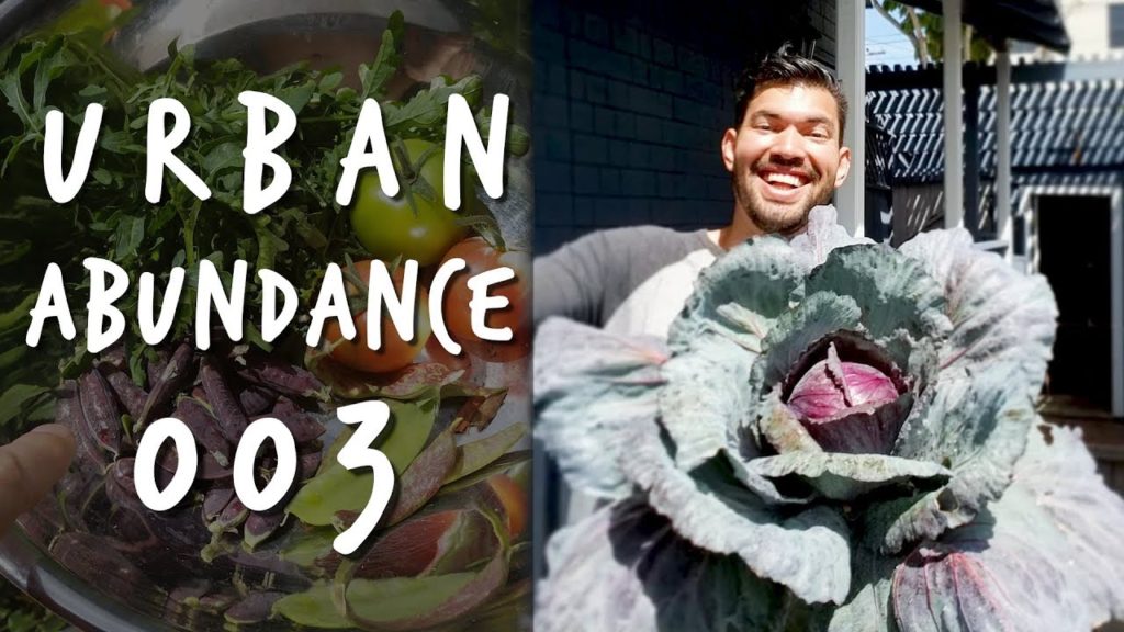 Epic Gardening: I Found a Hoverfly In The Garden | Urban Abundance 003 I Found a Hoverfly In The Garden | Urban Abundance 003