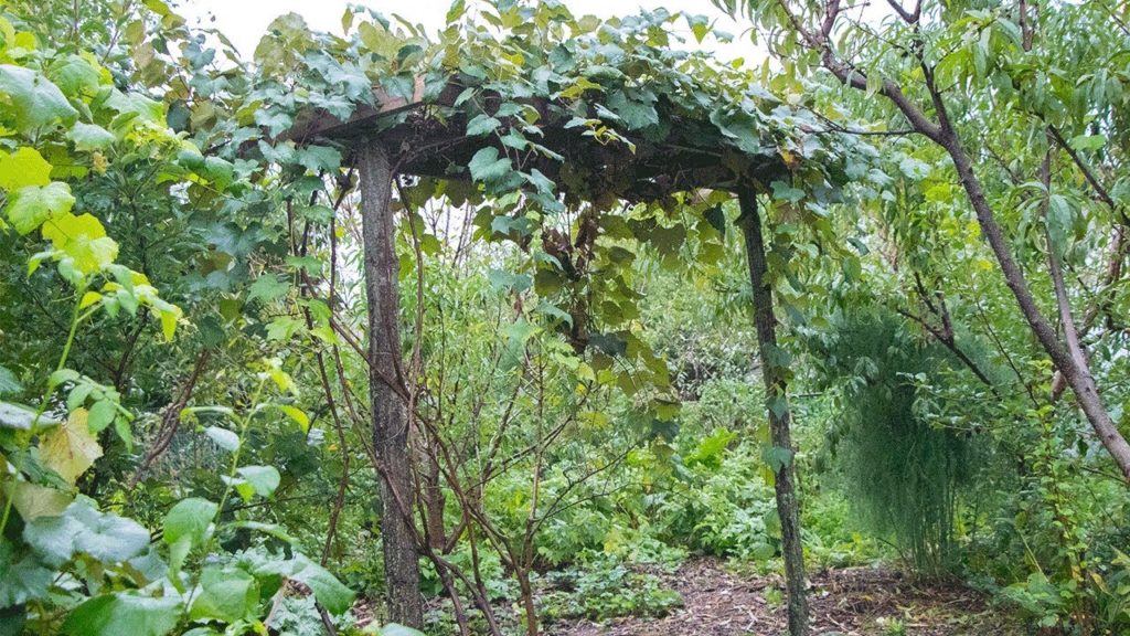 Backyard Permaculture FOOD FOREST, Sustainable Gardening Natural Farming