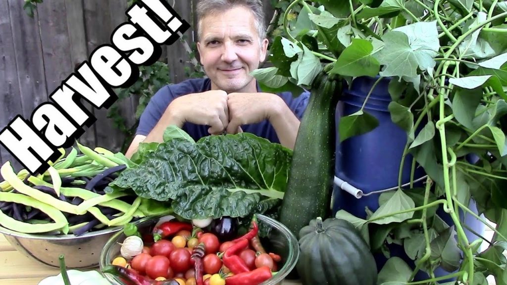 September Vegetable Garden Harvest! Local Food at its Best! 🍅🌶️ 🥗