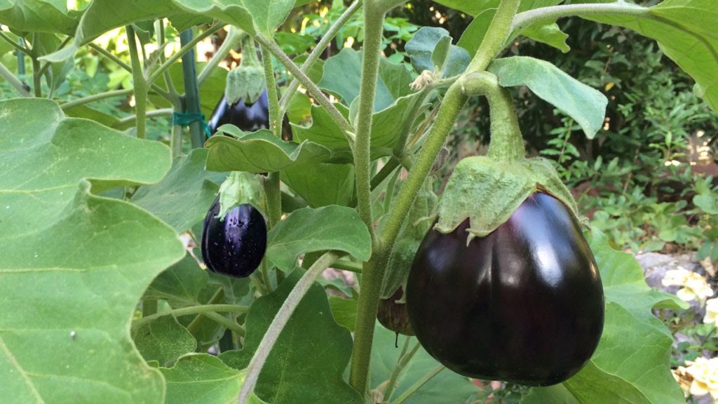 How To Grow Eggplants In Containers - The Complete Guide To Growing Eggplants