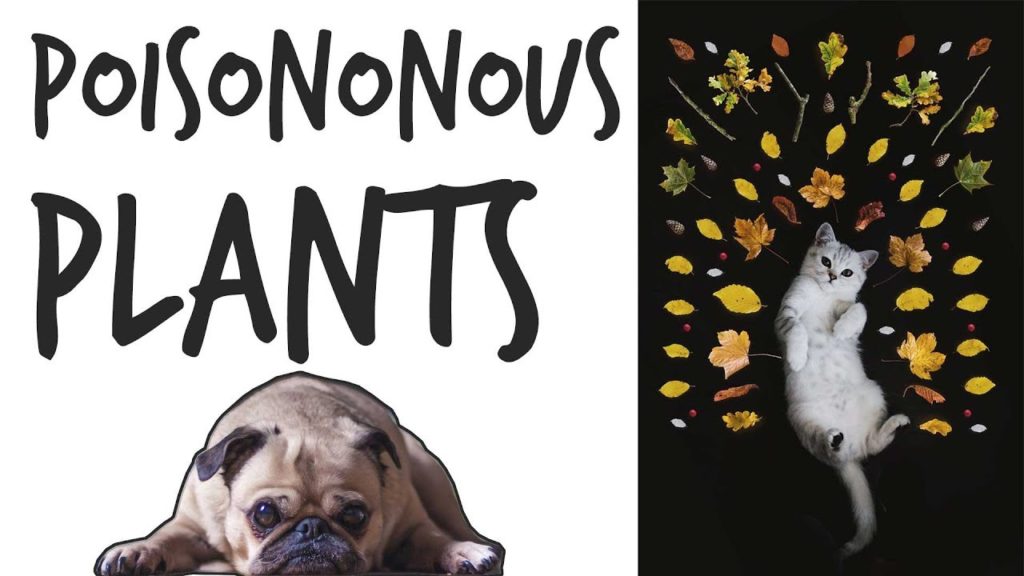 Avoid These Poisonous Plants for Your Pets (Edible & Ornamental)