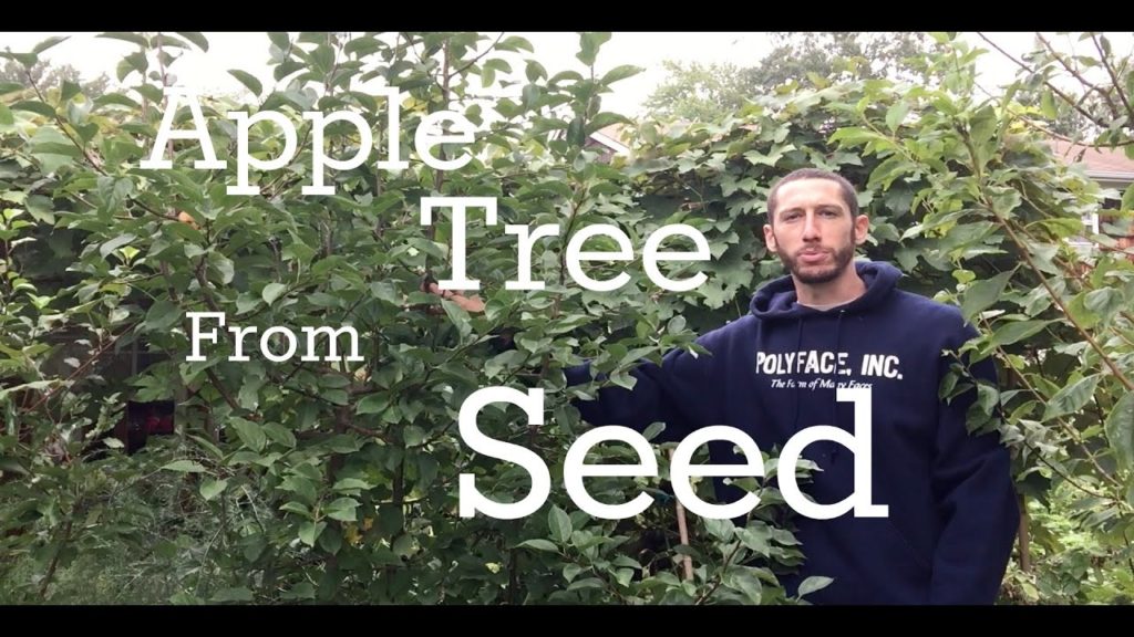 James Prigioni: APPLE TREE FROM SEED, THE FIRST TASTE!!! APPLE TREE FROM SEED, THE FIRST TASTE!!!