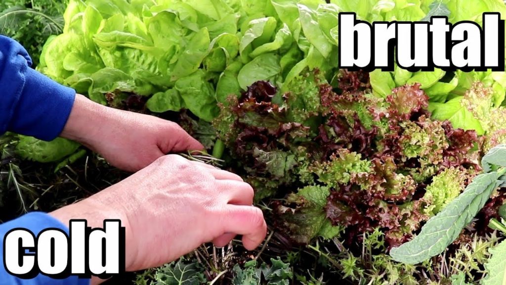 How Did Our Crops Hold Up to the Brutal Cold?