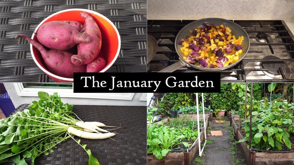 California Gardening: The California Garden in January – Winter Harvests & Delicious Recipes! The California Garden in January - Winter Harvests & Delicious Recipes!