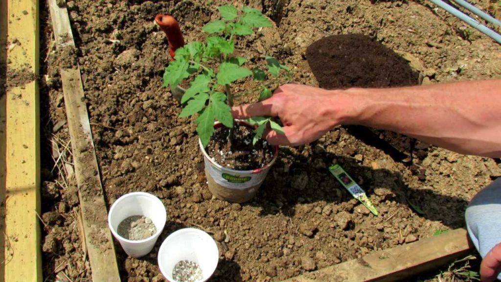 TRG 2012: 1 of 5: How to Easily Transplant a Tomato into the Vegetable Garden