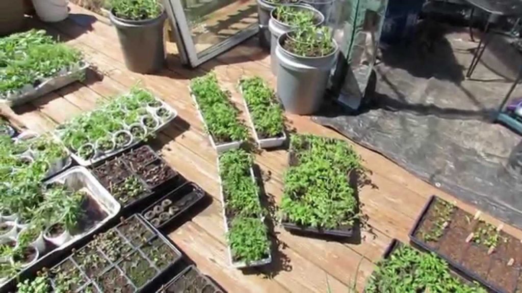 Gary Pilarchik: April Update:Transplants, Cool Crops, Tomato Acclimation & Transition to Warm Crops – MFG 2014 April Update:Transplants, Cool Crops, Tomato Acclimation & Transition to Warm Crops - MFG 2014