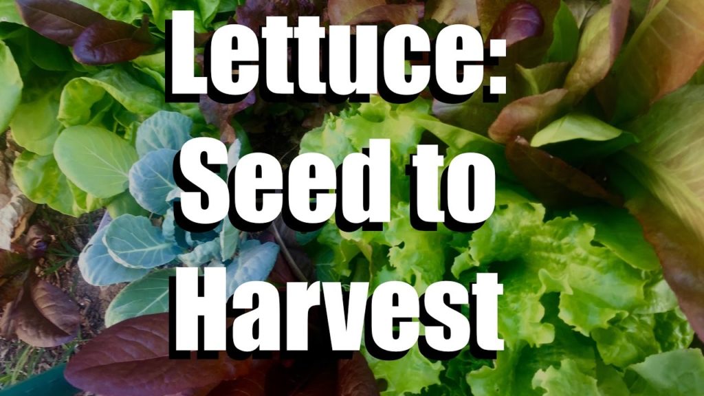 CaliKim: How to Grow Lettuce from Seed to Harvest // Gardening Coast2Coast #2 How to Grow Lettuce from Seed to Harvest // Gardening Coast2Coast #2