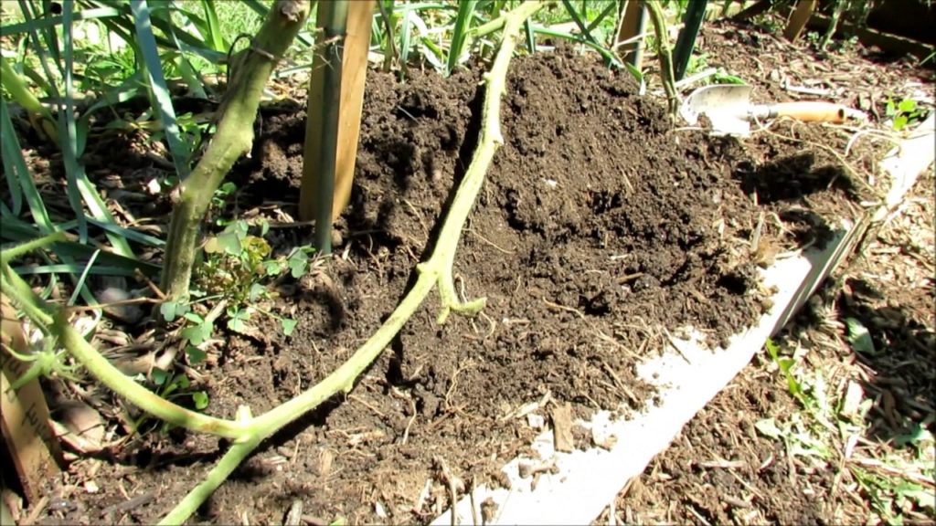 Gary Pilarchik: Basic Principle for Tomato Stem Burying: Revitalize Your Beat Up Mid-Season Tomatoes! Basic Principle for Tomato Stem Burying: Revitalize Your Beat Up Mid-Season Tomatoes!