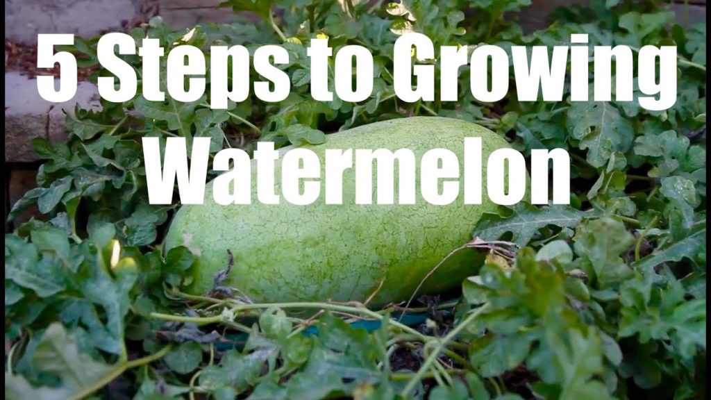 5 Steps to Growing Watermelon