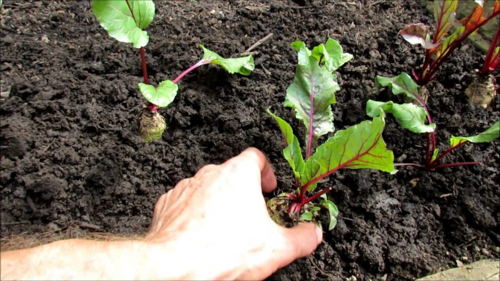 Gary Pilarchik: Using Old Summer Beets for Cool Weather Greens: Tons of Nutritious Beet Greens! – TRG 2016 Using Old Summer Beets for Cool Weather Greens: Tons of Nutritious Beet Greens! - TRG 2016