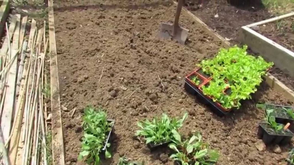 Gary Pilarchik: Planting a Raised Bed of Cool Weather Greens from Transplants: Why? – MFG 2014 Planting a Raised Bed of Cool Weather Greens from Transplants: Why? - MFG 2014