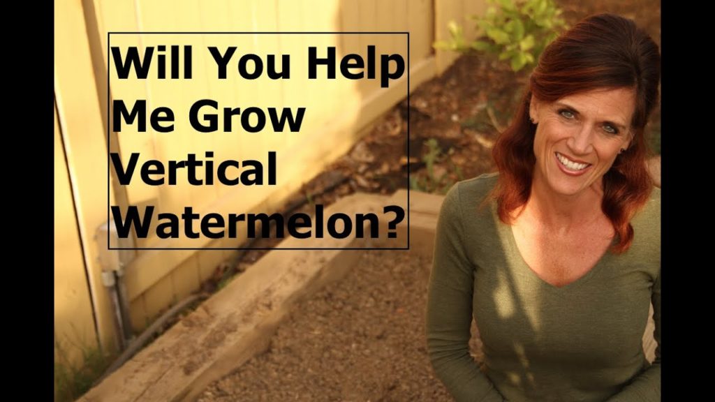 Will You Help Me Grow Vertical Watermelon?