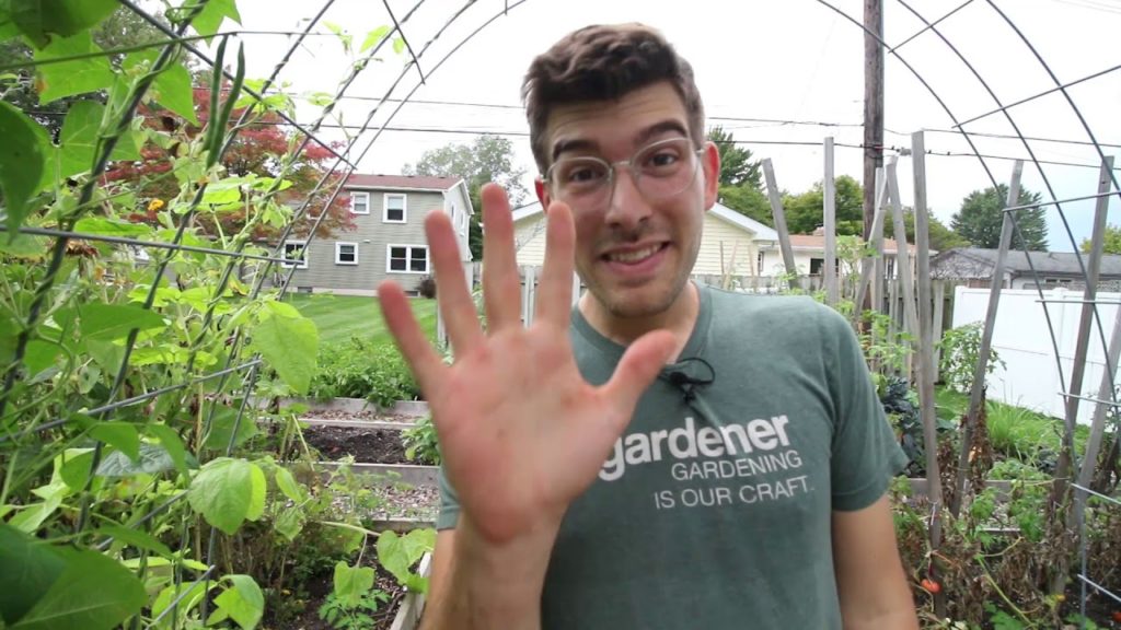 5 Reasons Pollinators Aren’t Visiting Your Garden