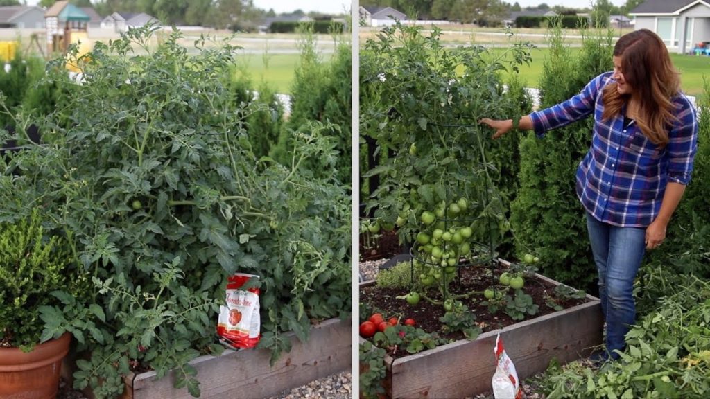 Garden Answer: Pruning an Overgrown Tomato Plant! ✂️🍅🌿// Garden Answer Pruning an Overgrown Tomato Plant! ✂️🍅🌿// Garden Answer