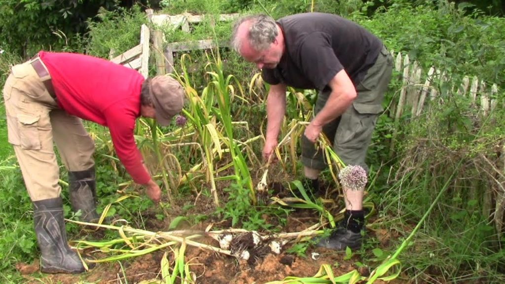No Dig Gardening. Interesting Experiment To Compare Three Mulches – And Full Results… No Dig Gardening. Interesting Experiment To Compare Three Mulches – And Full Results…