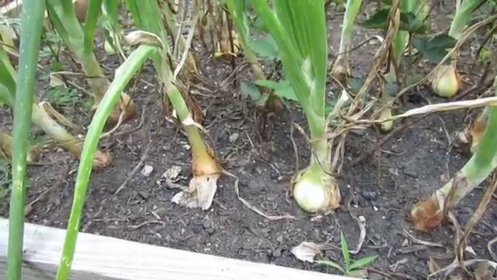 Gary Pilarchik: Progress of My Garden Onions that I Started Indoors: Help Wanted! -TRG 2014 Progress of My Garden Onions that I Started Indoors: Help Wanted! -TRG 2014