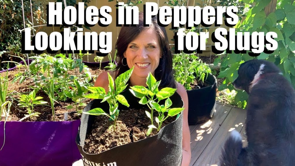 Holes in My Pepper Leaves - Looking for Slugs & Earwigs 🌶