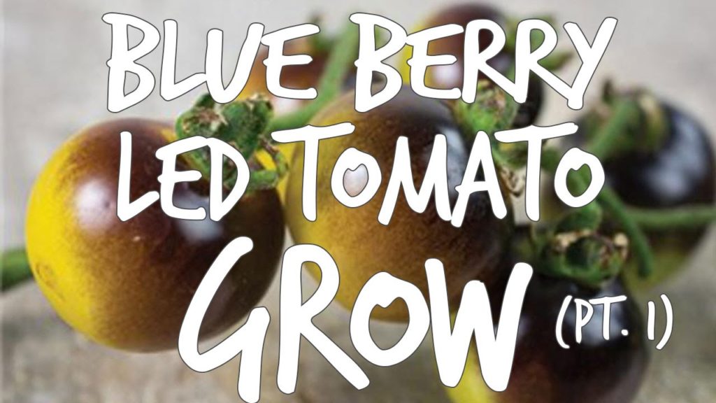 LED Tomato "Blue Berry" Grow Pt. 1