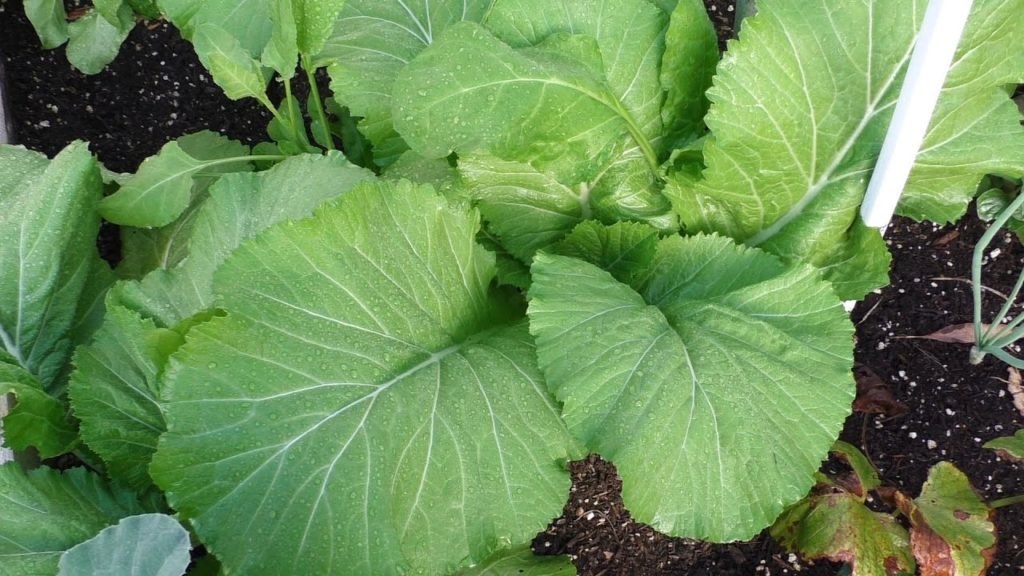 Growing Mustard Greens - How To Grow Florida Broad Leaf Indian Mustard