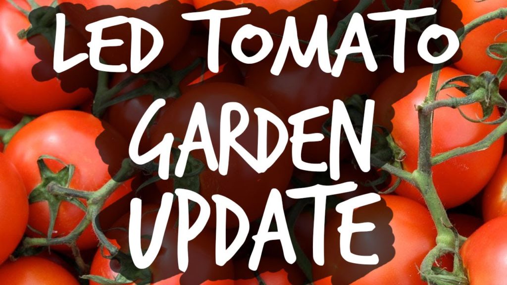 Growing Tomatoes with LEDs Update