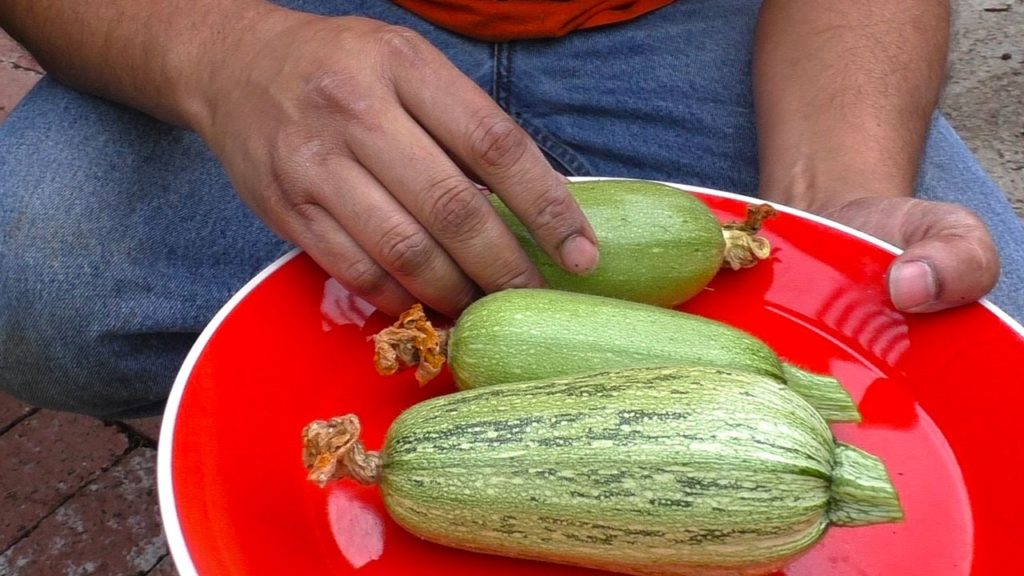 When You Get The Wrong Vegetable Seeds!