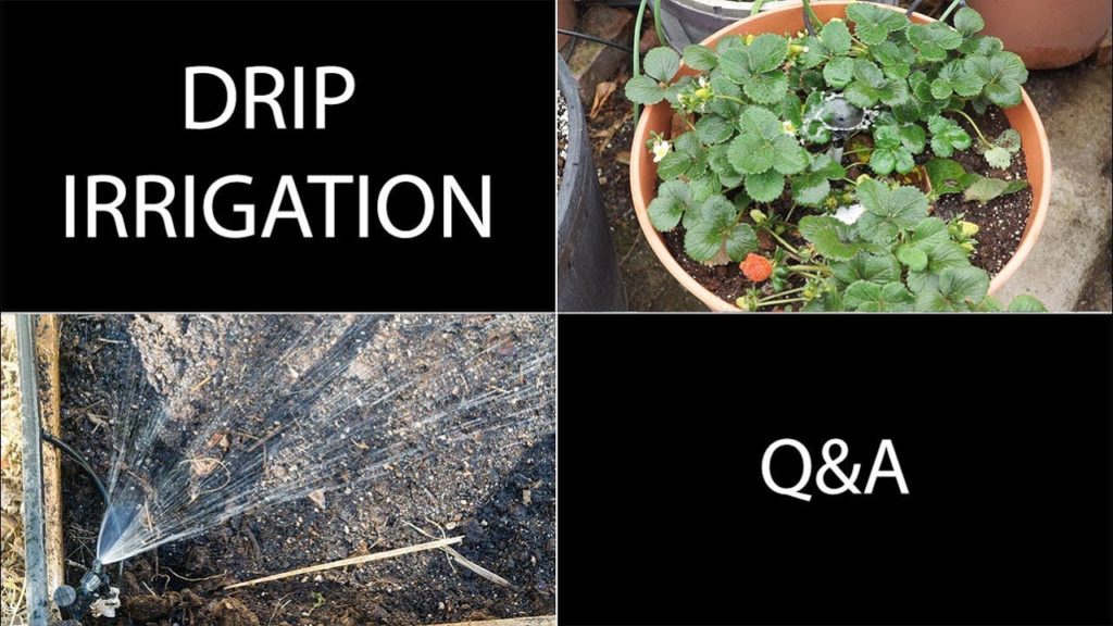 California Gardening: Drip Irrigation Questions Answered – Q&A For Drip Irrigation Systems Drip Irrigation Questions Answered - Q&A For Drip Irrigation Systems