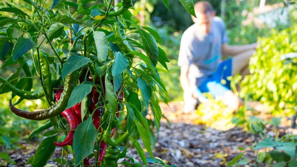James Prigioni: How To Use PLANTS To Take Care Of Your Garden How To Use PLANTS To Take Care Of Your Garden